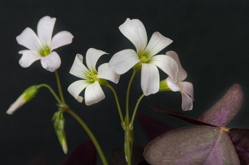 Obraz premium Close up blossoms of beautiful soft and delicate Oxalis triangularis (false shamrock, wood sorrel) flower on black background. 