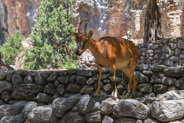 Mountain goat called Kri-Kri stands on a stone fence. Goat lives in the Samaria National Park on the island of Crete, Greece. Greek goat living in White Mountain.