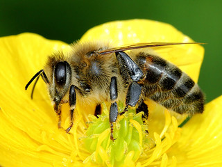 European honey bee (Apis mellifera) on a flower