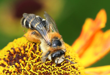 European honey bee (Apis mellifera) on a flower