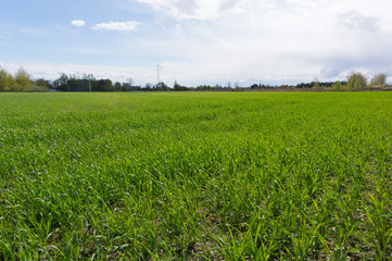 wheat field