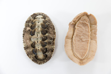 Naklejka premium Chitons are marine molluscs of varying size in the class Polyplacophora for education in laboratory. 