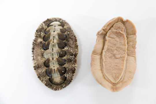Chitons are marine molluscs of varying size in the class Polyplacophora for education in laboratory.	