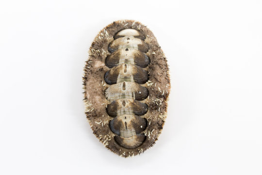 Chitons are marine molluscs of varying size in the class Polyplacophora for education in laboratory.	