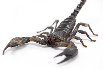 Scorpionidae for education in laboratory.	