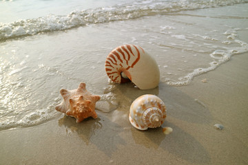 Natural seashells with sea foam on the sunshine beach of Thailand 