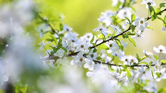 Closeup of beautiful spring branches of fruit tree with fresh green leaves and white flowers. Real time full hd video footage.