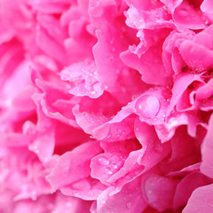 Beautiful Pink Peony Flower With Water Drop Macro