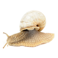 Snail Isolated on White Background ( Crawling Roman )