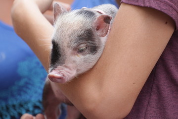 Schwein gehabt