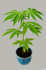 young indoor marijuana plant with three top branches growing in blue pot isolated on grey background