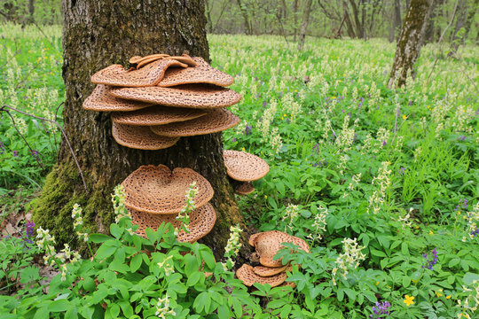 Mushroom on a tree in spring forest