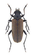 Beetle Cortodera alpina armeniaca on a white background