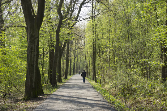 Weg durch das  Naturschutzgebiet Beversee,  Bergkamen, Ruhrgebiet, Nordrhein-Westfalen, Deutschland, Europa
