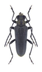 Beetle Cortodera alpina armeniaca on a white background