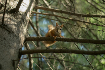 squirrel