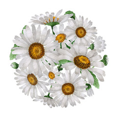 Fototapeta premium Wildflower chamomile flower in a watercolor style isolated.