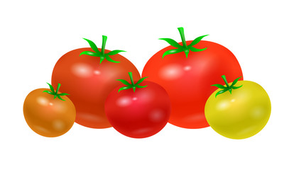 ripe red tomato vector