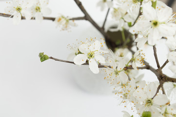 Sakura flowers in a vase