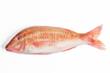 Red mullet fish isolated on white background