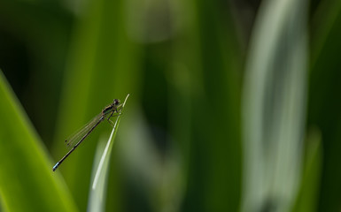 tiny dragonfly on iris leaf - macro