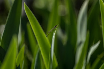 tiny dragonfly on iris leaf - macro