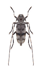 Beetle Acanthocinus henschi (female) on a white background