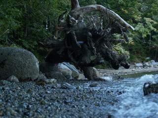 Green view of tree and forest in Cates Park, Vancouver, Canada.