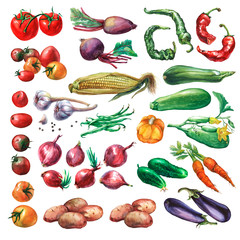 Set, collection of fresh vegetables. Hand drawn watercolor painting on white background.