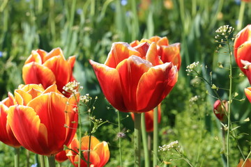 Obraz premium Tulip