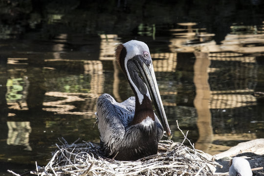 WILDLIFE IN CRYSTAL RIVER
with the hyppo LU and alligators and birds