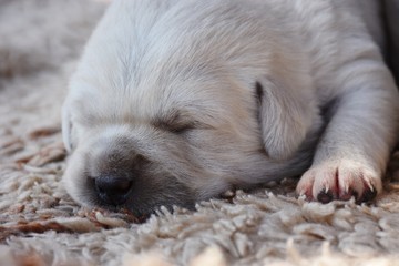 Labrador © Piotr Ciździel