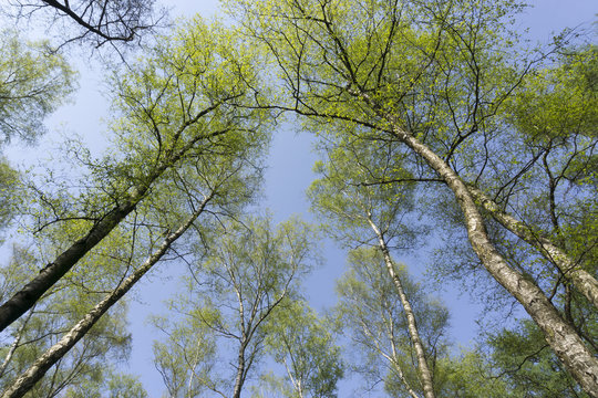 Birken im Fr&uuml;hling, Naturschutzgebiet Beversee,  Bergkamen, Ruhrgebiet, Nordrhein-Westfalen, Deutschland, Europa