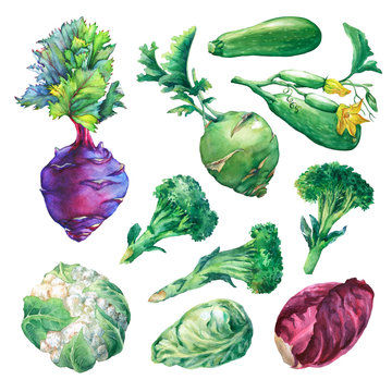Set, collection of fresh vegetables- cabbage, zucchini, kohlrabi, broccoli and cauliflower. Hand drawn watercolor painting on white background.