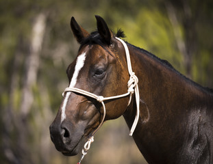 Obraz premium My Horse