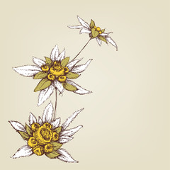 Edelweiss composition greeting card