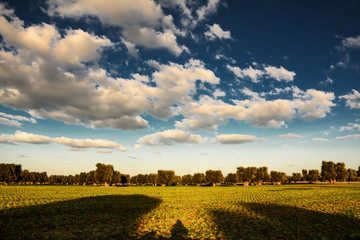 countryside panorama with olive trees and scenic clouds