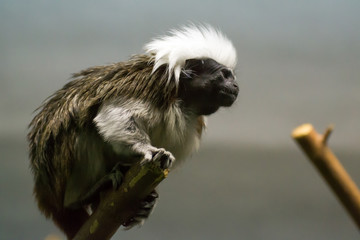 marmoset