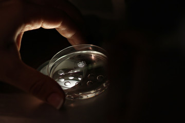 A petri dish in a artificial insemination laboratory.