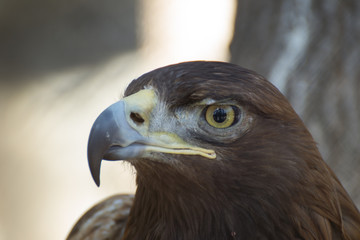 eagle