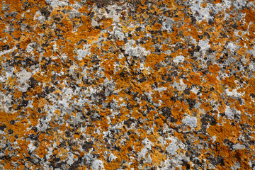 Background textures. Stone texture close-up with colorful spots and lichens