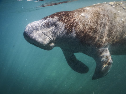MANATEES in Crystal River Florida