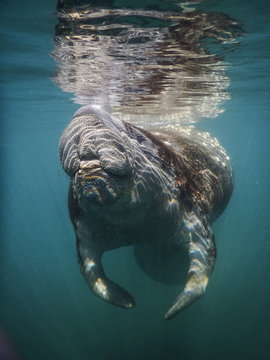 MANATEES in Crystal River Florida
