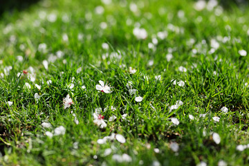 Closeup photo of blossom petals in green grass, morning light