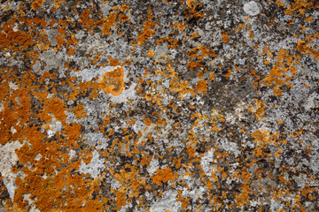 Background textures. Stone texture close-up with colorful spots and lichens