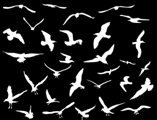 thirty gulls collection on black background
