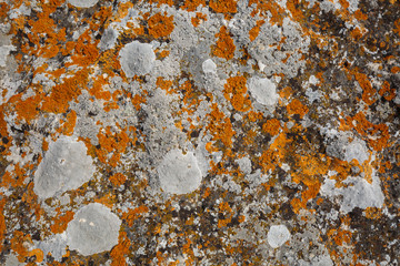 Background textures. Stone texture close-up with colorful spots and lichens