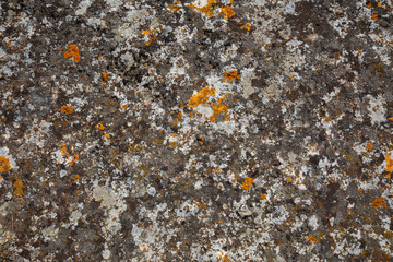Background textures. Stone texture close-up with colorful spots and lichens