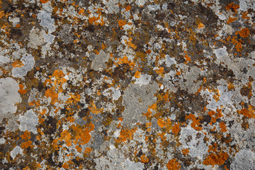 Background textures. Stone texture close-up with colorful spots and lichens