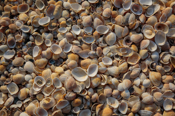 Peninsula Crimea, the coast of the Azov Sea. The beach is covered with multicolored shells of shellfish.